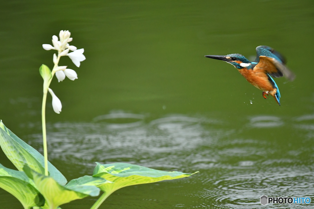 ギボシとカワセミ