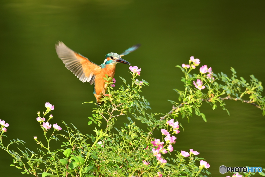 野バラとカワセミ