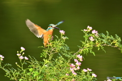 野バラとカワセミ