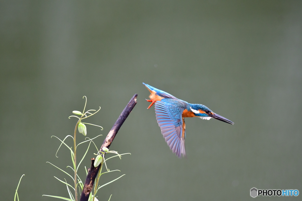 バイモユリとカワセミ