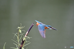 バイモユリとカワセミ