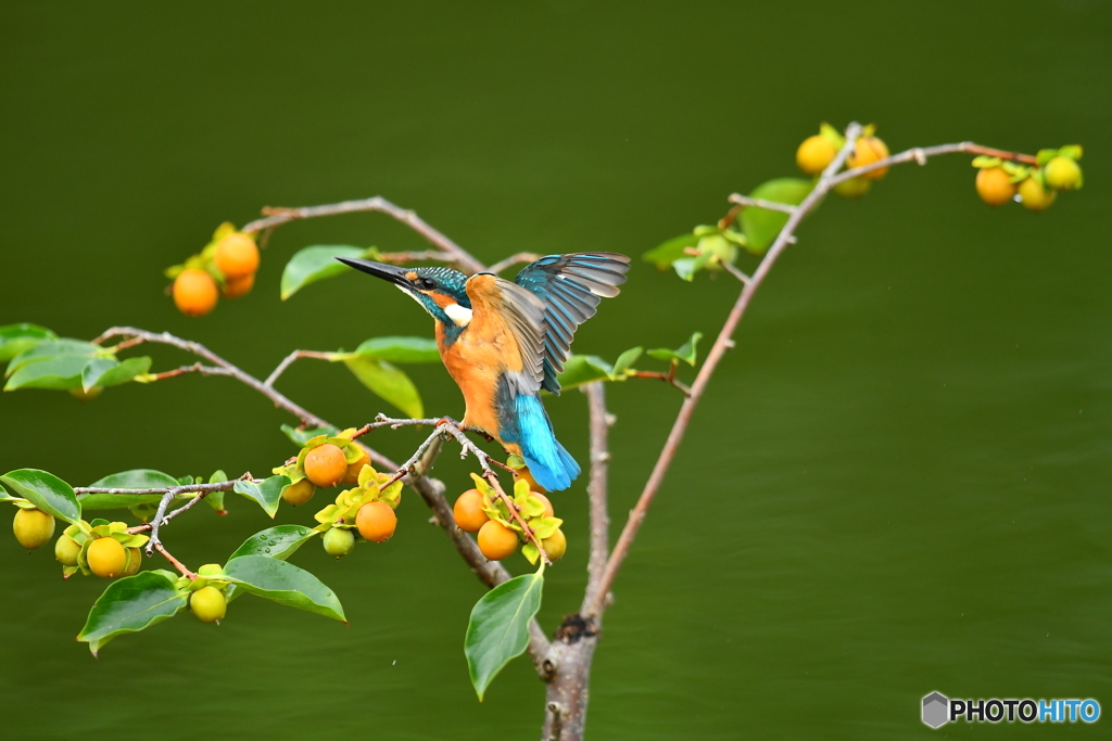 マメガキとカワセミ