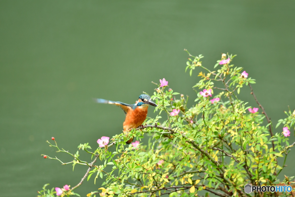 野バラとカワセミ