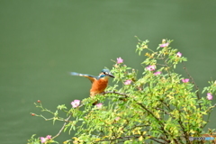 野バラとカワセミ