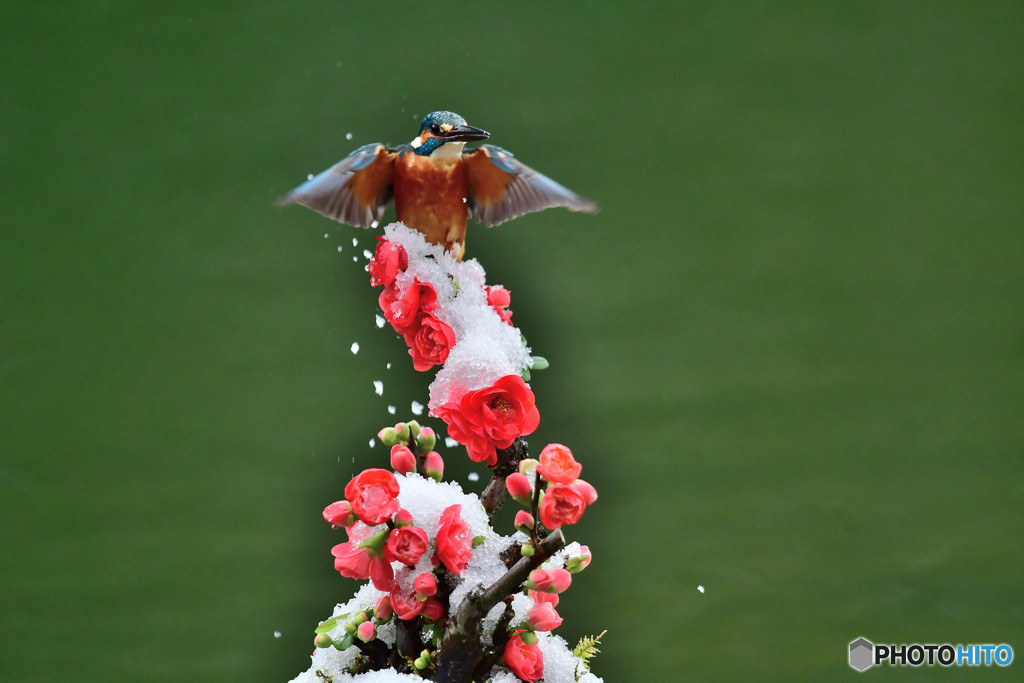 ボケの花とカワセミ