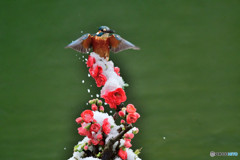 ボケの花とカワセミ