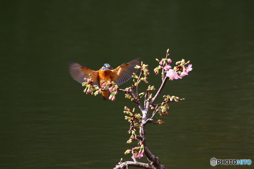 河津桜とカワセミ