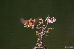 河津桜とカワセミ