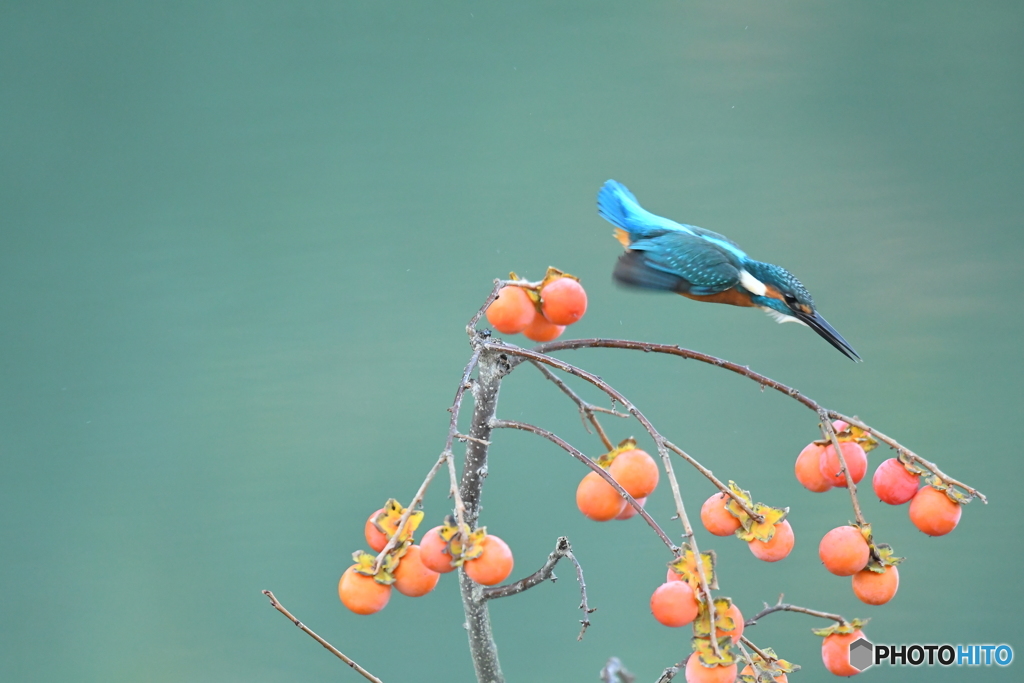 マメガキとカワセミ