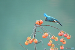 マメガキとカワセミ