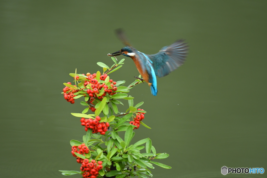 ピラカンサとカワセミ