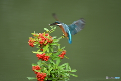 ピラカンサとカワセミ