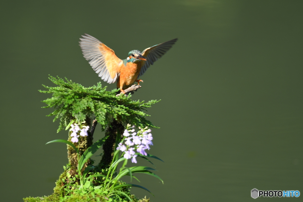 岩松とカワセミ