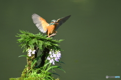 岩松とカワセミ