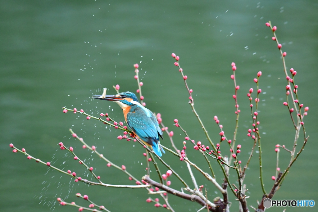紅梅とカワセミ