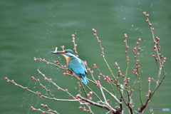 紅梅とカワセミ