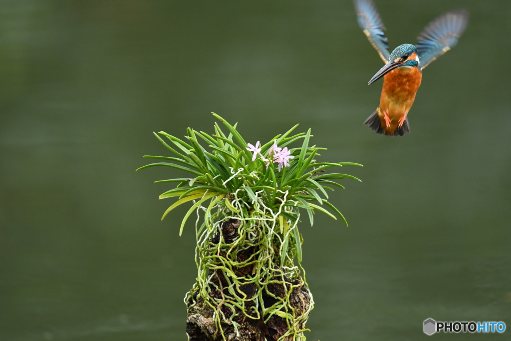 富貴蘭とカワセミ