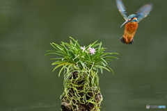 富貴蘭とカワセミ