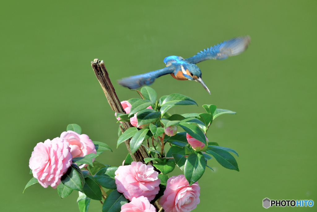ツバキとカワセミ