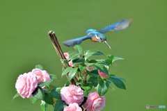 ツバキとカワセミ