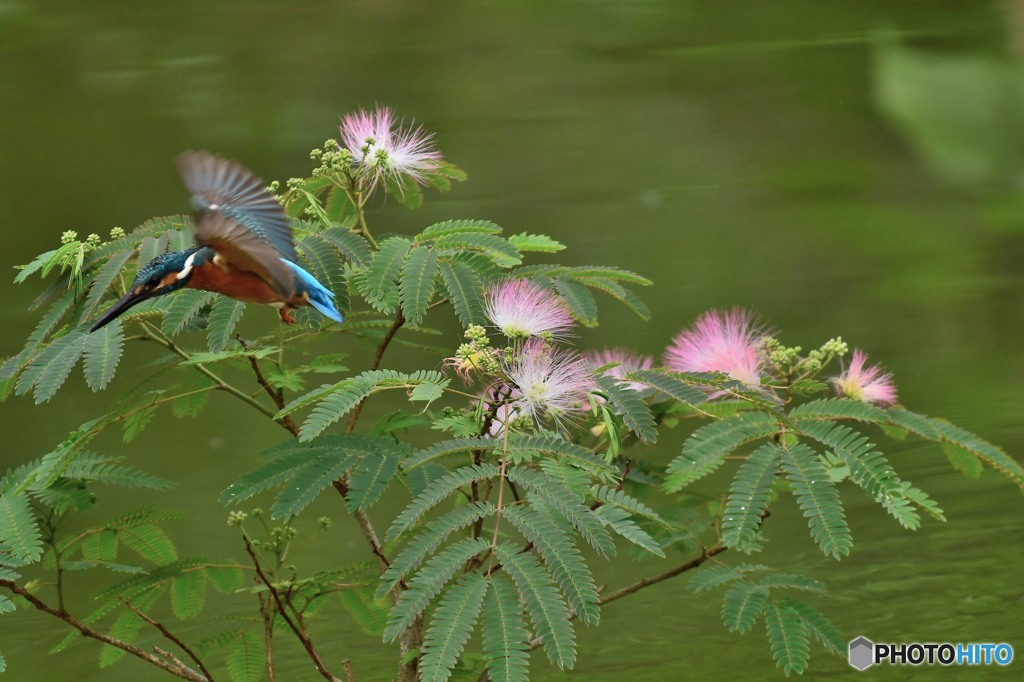 ネムノキとカワセミ