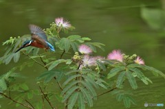 ネムノキとカワセミ