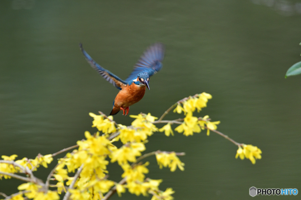 レンギョウとカワセミ