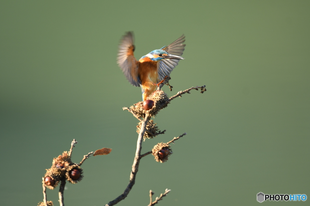 ドングリとカワセミ