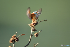 ドングリとカワセミ