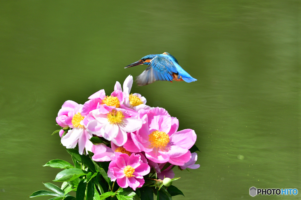 シャクヤクとカワセミ