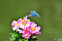 シャクヤクとカワセミ