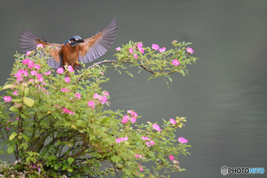 野バラとカワセミ