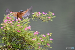 野バラとカワセミ
