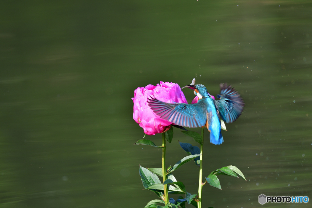 シャクヤクとカワセミ