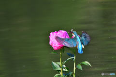 シャクヤクとカワセミ