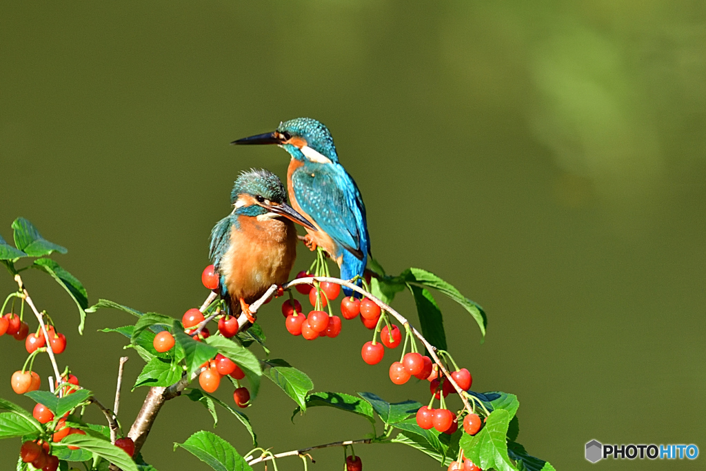 サクランボとカワセミ