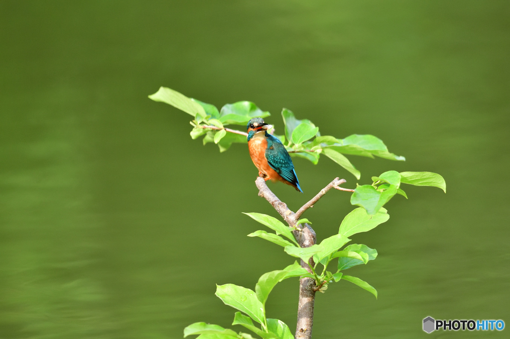 柿の木とカワセミ