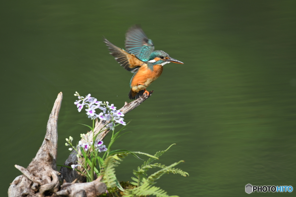 ウチョウランとカワセミ
