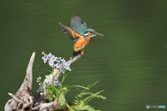ウチョウランとカワセミ