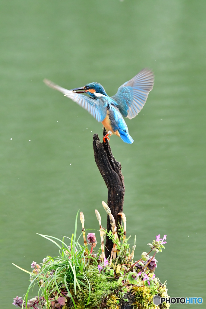 土筆とカワセミ