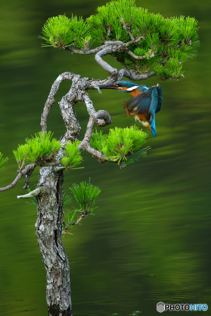 松とカワセミ