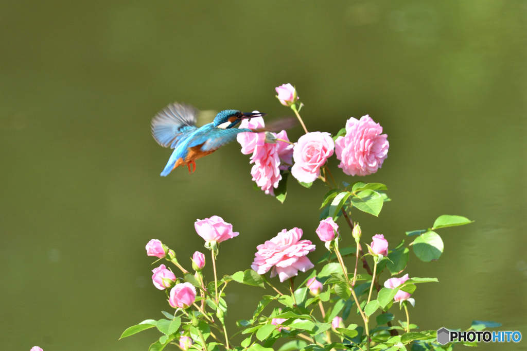 バラとカワセミ