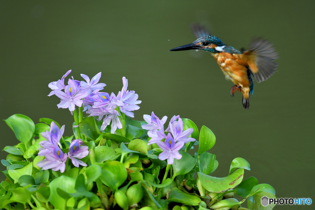 ホテイアオイとカワセミ