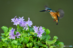 ホテイアオイとカワセミ