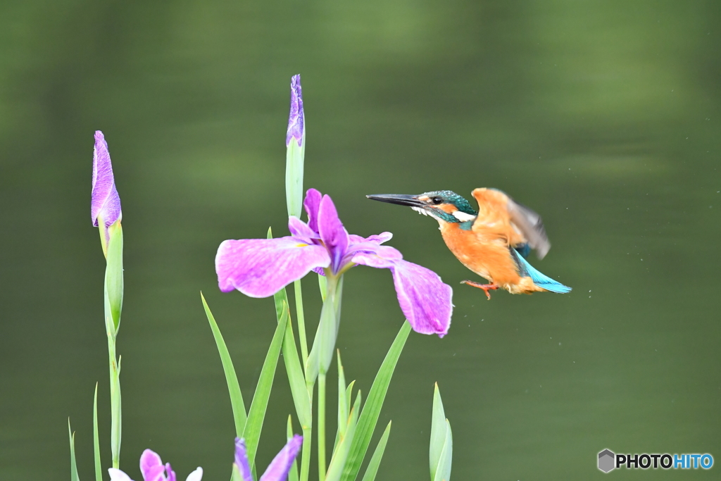 花ショウブとカワセミ