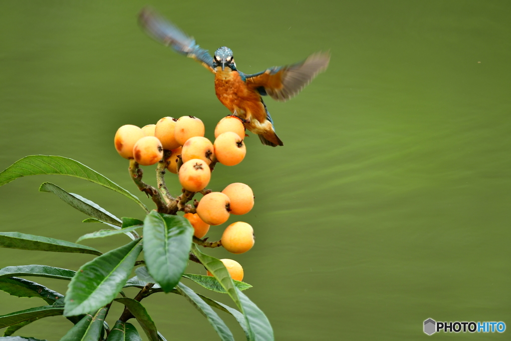 ビワとカワセミ