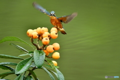 ビワとカワセミ