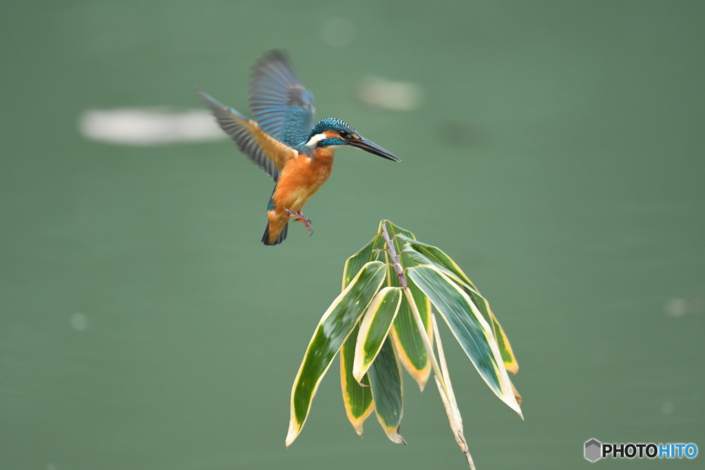 クマザサとカワセミ