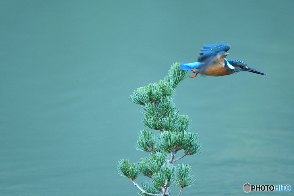 五葉松とカワセミ