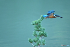 五葉松とカワセミ
